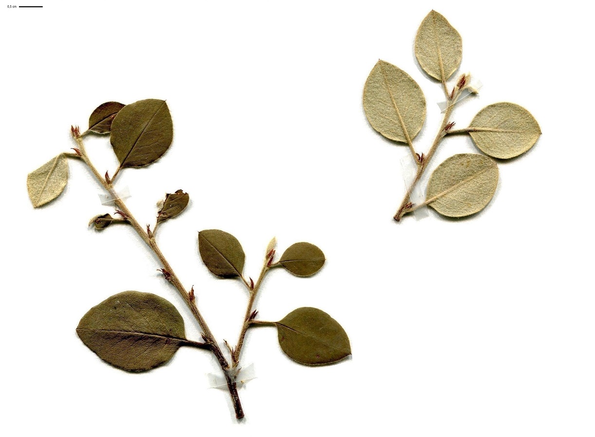 Cotoneaster pyrenaicus (Rosaceae)